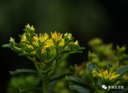 佛甲草种植方法  佛甲草种植方法，佛甲草的种植方法--第1张