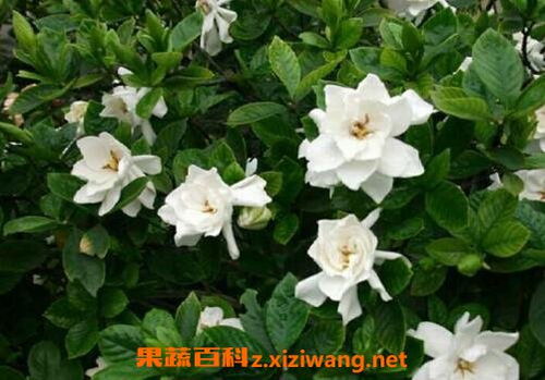 栀子花怎么养家庭养法  栀子花家庭养法详解--第1张