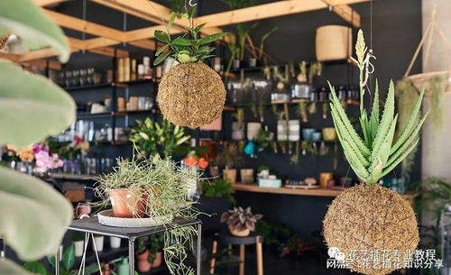 新手怎么开花店  新手怎么开花店，新手开花店攻略，从零开始，打造你的花艺梦想空间--第1张