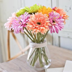 养不死四季开花的花卉  养不死四季开花的花卉，养不死四季开花的花卉之四季海棠--第1张
