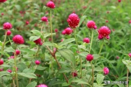 花语大全  花语大全--第1张