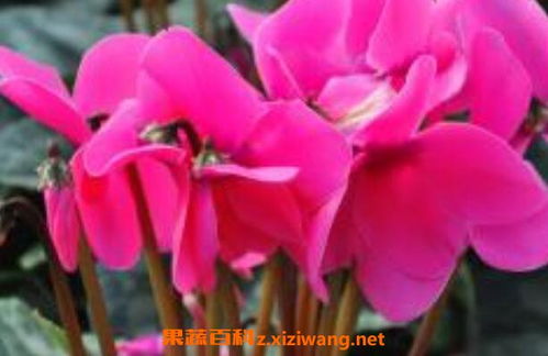 仙客来怎么种植方法  仙客来怎么种植方法--第1张