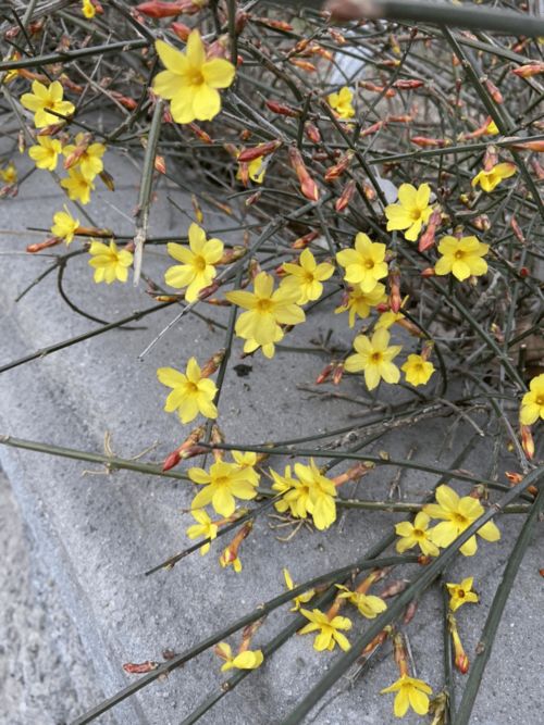 30种春天的路边花的特点  ，春天的路边花——30种花的特性和魅力--第1张