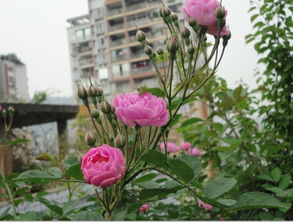 花卉论坛有哪些  花卉论坛有哪些，花卉爱好者论坛，交流与分享花卉知识与经验的平台--第1张