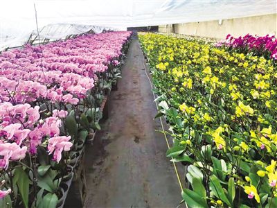 中国鲜花市场  中国鲜花市场，潜力无限，创新引领未来，中国鲜花市场的无限潜力与创新引领未来--第1张