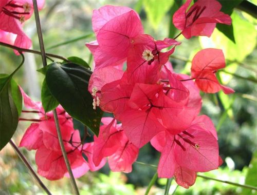 深圳市花是什么花  深圳市花——美丽的市花绽放城市之美--第1张