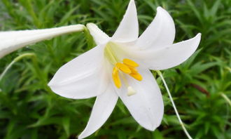 百合花配什么花好看  百合花配什么花好看，百合花配什么花好看，百合花配玫瑰花好看。--第1张
