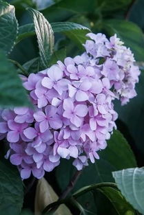 绣球花  绣球花，美丽与智慧的结合，美丽与智慧的结合之花--第1张