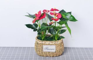 红掌花盆图片大全  红掌花盆图片大全，精选花卉装饰的完美搭配--第1张