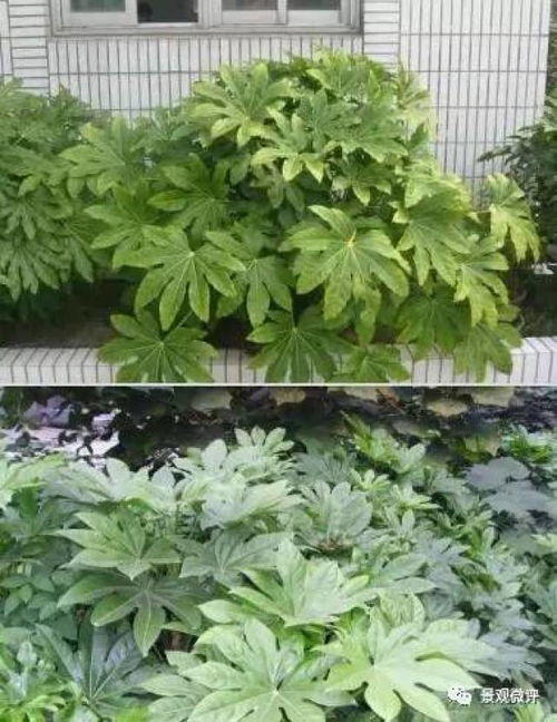 52种常见灌木名称  52种常见灌木名称及简介--第1张