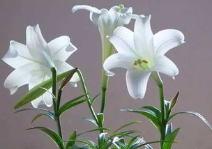 百合花的象征意义  百合花的象征意义，纯洁与高雅的象征--第1张