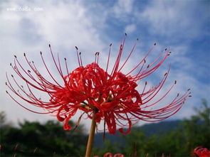 彼岸花的花语是什么意思  彼岸花的花语，无尽的思念与死亡之美，彼岸花的无尽思念与死亡之美花语解读--第1张
