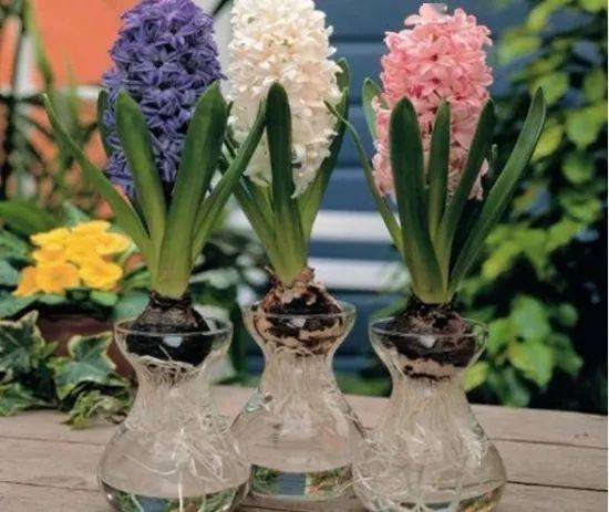 52种有毒花不能在家养图片  52种有毒花不能在家养图片--第1张