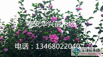 全球花木网首页  全球花木网首页——一站式花木交易平台--第1张