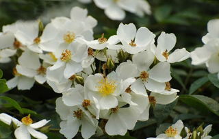 荼蘼花唯美图片  荼蘼花唯美图片，时光的尽头，繁华落幕的诗意--第1张