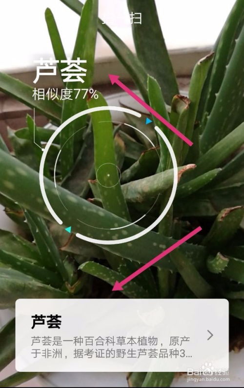 识别植物扫一扫  识别植物扫一扫——轻松识别未知植物的实用工具--第1张