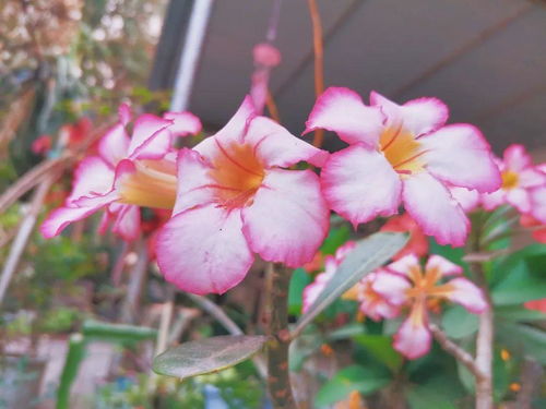 白玫瑰的花语是我足以与你相配  白玫瑰的花语，我足以与你相配--第1张
