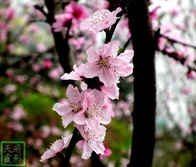 桃花什么时候开  桃花盛开，揭秘桃花什么时候开，桃花盛开的时间，揭秘桃花什么时候开--第1张