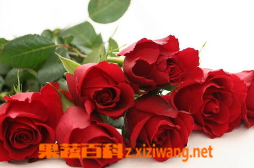 玫瑰花的品种有哪些  玫瑰花的品种有哪些--第1张