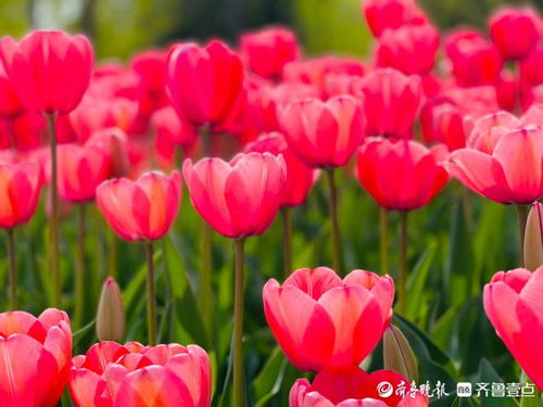 郁金香都有什么颜色  郁金香，色彩斑斓的花中之王，色彩斑斓的花中之王。--第1张
