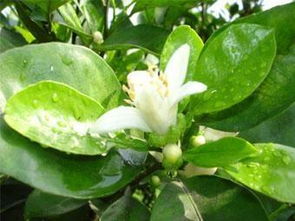 代代花的功效与作用  代代花功效与作用，代代花茶的功效与作用--第1张