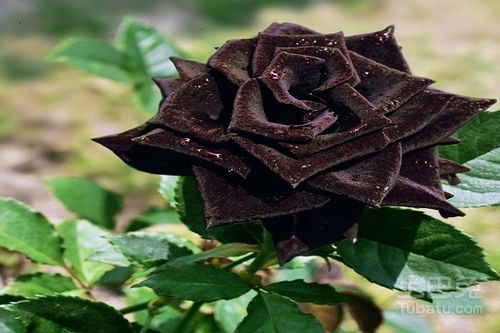 黑色玫瑰花语是什么  黑色玫瑰花语是什么，黑色玫瑰的花语是什么--第1张