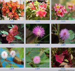 花卉名字大全  花卉名字大全--第1张