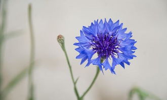 矢车菊种植方法和时间  矢车菊种植方法和时间--第1张