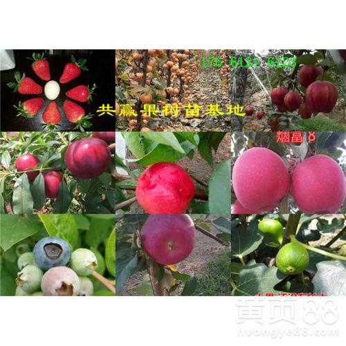 果树苗批发大市场在哪里  果树苗批发大市场在哪里--第1张