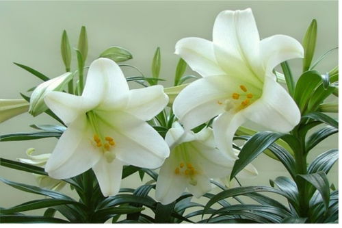 百合花送几朵代表什么意思  百合花送几朵代表什么意思，百合花送几朵代表什么意思--第1张