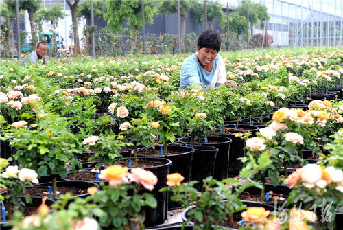 附近苗木花卉基地  附近苗木花卉基地，附近苗木花卉基地，一站式采购中心，满足您所有绿化需求--第1张