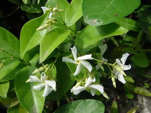 100种植物名字和图片  100种植物名字和图片--第1张