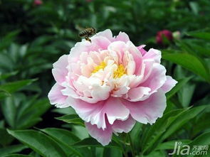 芍药花花语及寓意  芍药花花语及寓意--第1张