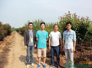 中国花木网苗木报价  中国花木网苗木报价，了解市场动态，掌握种植策略--第1张