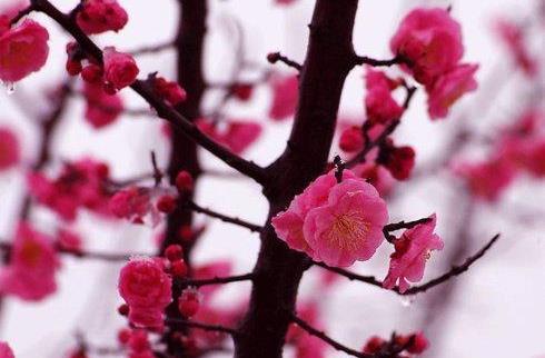 梅花的品质  梅花的品质--第1张