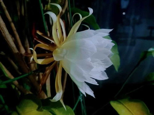 昙花一现的唯美句子  昙花一现的唯美句子，昙花一现的美景，让人留恋不已的唯美句子--第1张