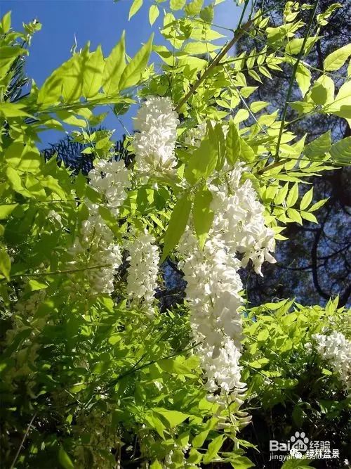 紫藤花的特点  紫藤花的特点，紫藤花的特点，美丽、芬芳、繁茂的紫色花海--第1张