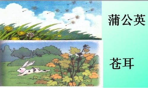 种子传播的方法有几种  种子传播的方法有几种，种子传播的方法有哪些？--第1张