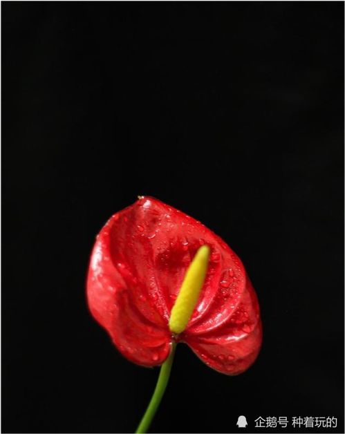 火鹤花的花语  火鹤花的花语，火鹤花的花语，热情、热血、欲望、幸福降临。--第1张