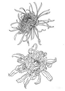 菊花的特点简单介绍  菊花的特点简单介绍--第1张