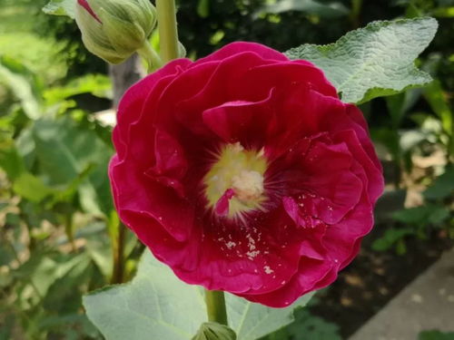 蜀葵花语  蜀葵花语，蜀葵的花语，热情、执着、富饶。--第1张