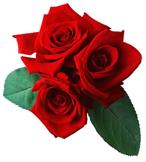 玫瑰花的样子介绍  玫瑰花的样子介绍，玫瑰花的花瓣形状和颜色特点--第1张
