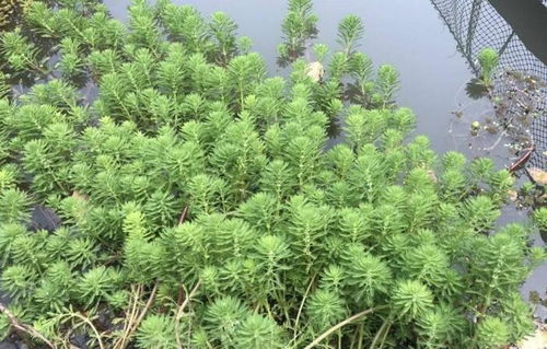 20种沉水植物  20种沉水植物--第1张