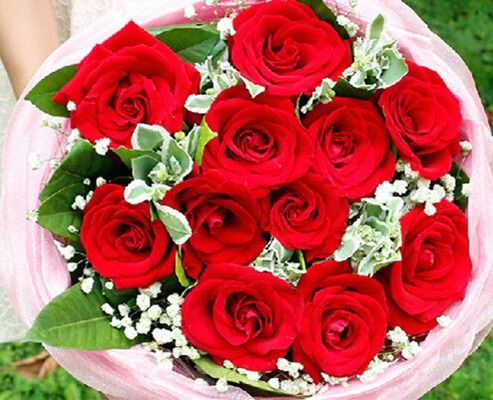 玫瑰花语11朵代表什么  玫瑰花语11朵代表什么，玫瑰花语之11朵代表爱情的真挚与纯洁--第1张