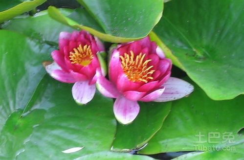 并蒂莲的含义  并蒂莲的含义，并蒂莲的象征意义--第1张