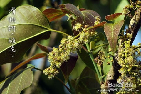 植物传播种子的方法句子  植物传播种子的方法--第1张
