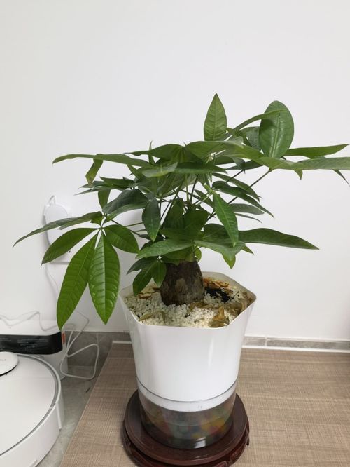 盆栽发财树怎么养才能更旺盛  盆栽发财树怎么养才能更旺盛--第1张