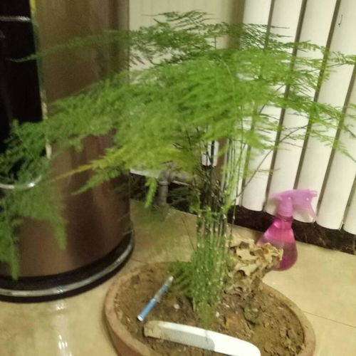 文竹叶子发黄可以剪掉吗  文竹叶子发黄可以剪掉吗--第1张