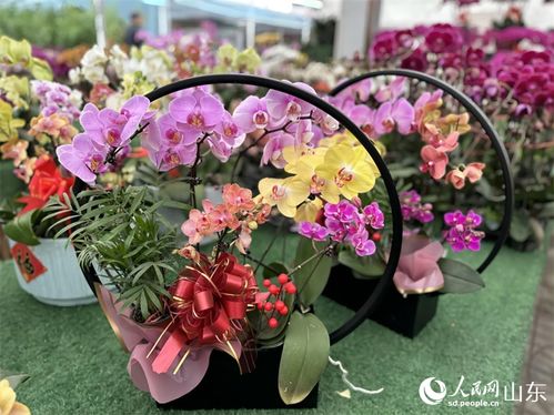 鲜花681tv  鲜花681tv，绽放美丽，传递爱意--第1张