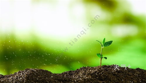 植物传播种子的方法怎么写  植物传播种子的方法--第1张